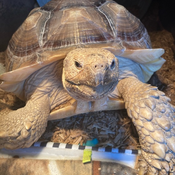 Meet your Posher, Lori - Picture 1 of 1